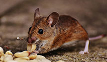 24 Hour & Emergency Exterminators in Onizuka AFB, CA